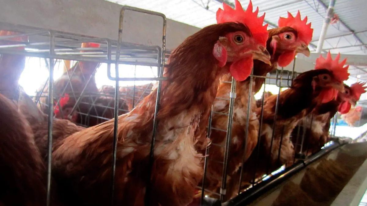 725860_UNAM Productores Huevo-4_web